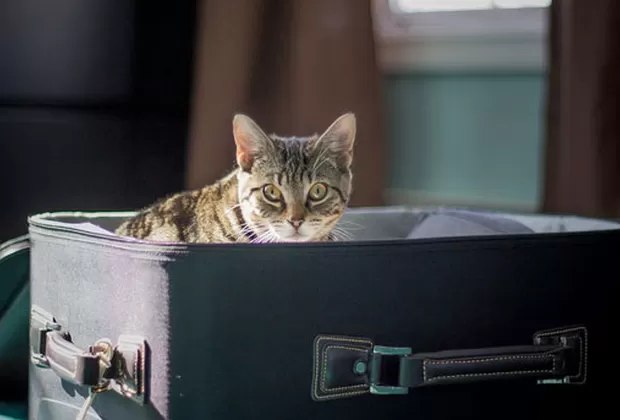 requisitos para viajar con mascotas fuera del peru