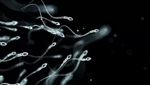 El espermatozoide es la célula reproductora masculina, móvil y flagelada. Imagen: Getty Images / Scientific American