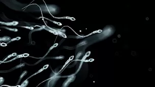 El espermatozoide es la célula reproductora masculina, móvil y flagelada. Imagen: Getty Images / Scientific American