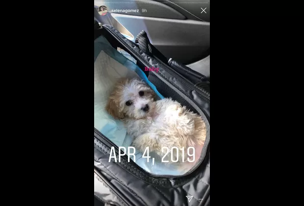 Selena Gómez comenzó el 2020 con fotos inéditas de 2019