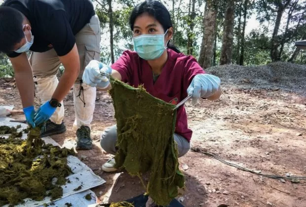 Tailandia: Hallan a ciervo muerto con siete kilos de plástico en el estómago