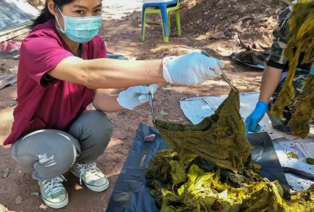 Tailandia: Hallan a ciervo muerto con siete kilos de plástico en el estómago