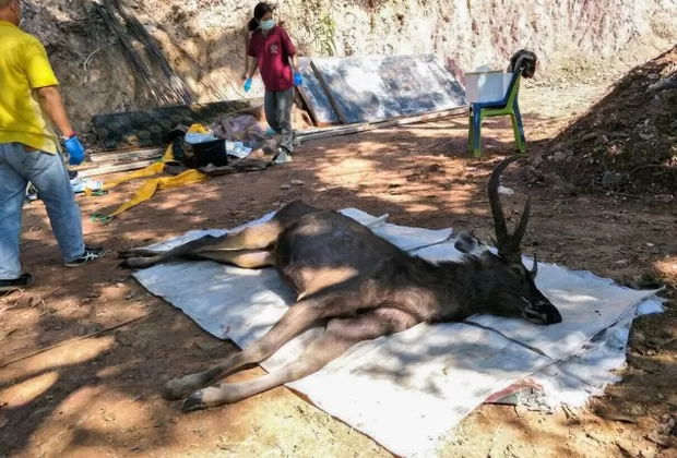 Tailandia: Hallan a ciervo muerto con siete kilos de plástico en el estómago