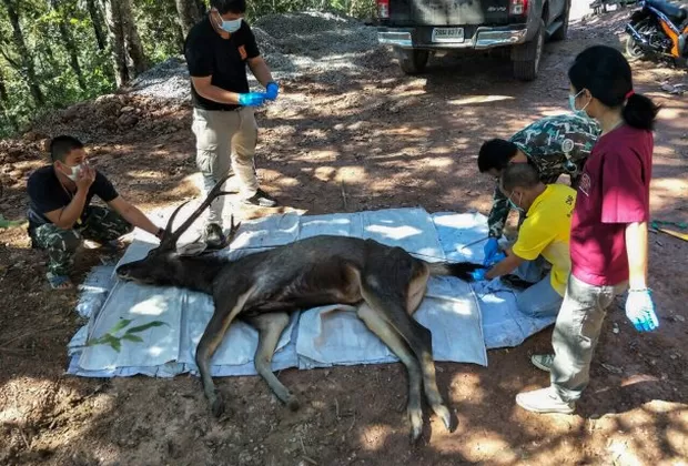 Tailandia: Hallan a ciervo muerto con siete kilos de plástico en el estómago