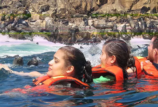 lobos marinos callao