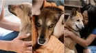 5 cuidados que se deben tener en un perro adoptado recientemente