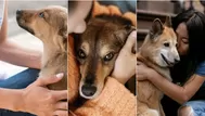 5 cuidados que se deben tener en un perro adoptado recientemente