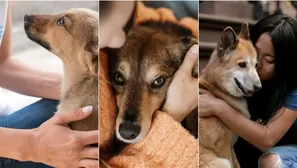 ¿Cómo cuidar a un perro adoptado de la calle?