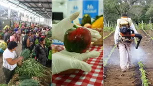 ¿Qué daños a la salud causan los pesticidas en los alimentos? (Fotos: Andina)