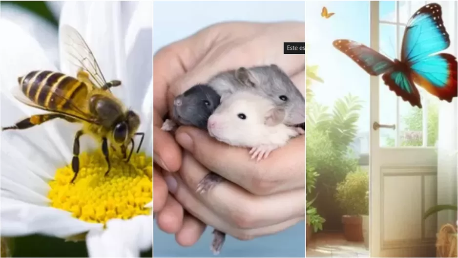 Insectos en casa: ¿Cuáles traen una advertencia o mensaje positivos? Insectos en casa: ¿Cuáles traen una advertencia o mensaje positivos?