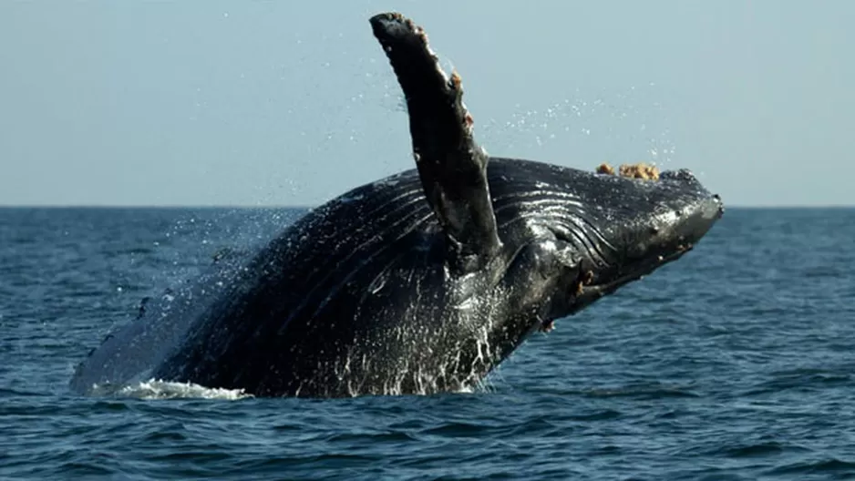 Buscan reducir el riesgo de colisiones entre ballenas y buques