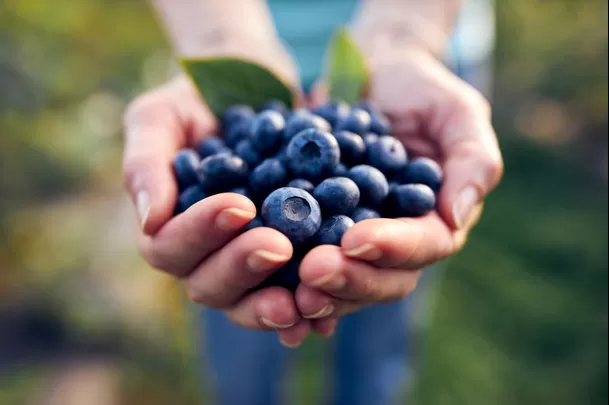 Entre las ventajas que tiene comer arándanos están su aporte de fibra y como fuente de antioxidantes.