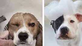 ¿Por qué tu perro mueve la cabeza cuando le hablas?