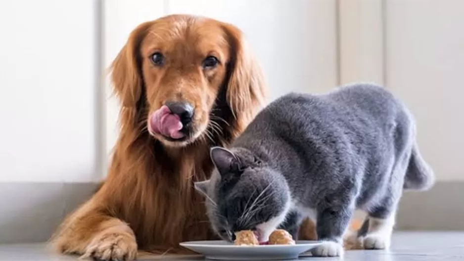 La dieta de tu mascota también varia según la edad. (Foto: Shutterstock)