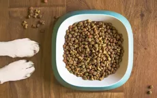 ¿Cómo ahorrar en la comida de tus mascotas sin afectar su salud? - Noticias de nestor-villanueva