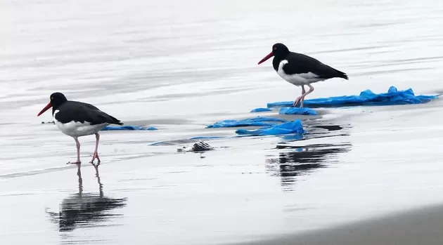 ¿Qué hacer si encuentras un animal lleno de petróleo?