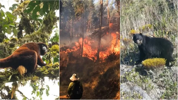 Familias y agricultores afectados por los incendios forestales (Fotos: Wilhelm Osterman y Gerson Ferrer - Yunkawasi / Andina)