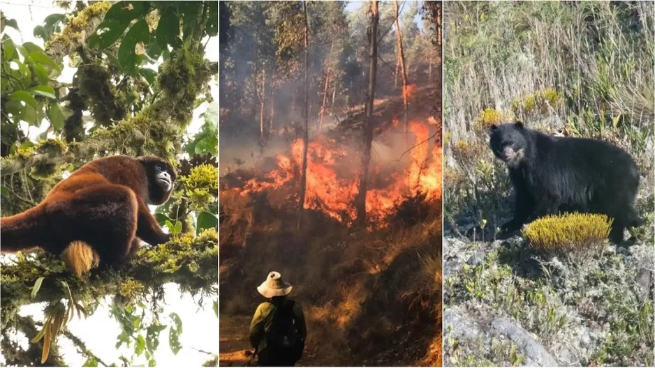 Familias y agricultores afectados por los incendios forestales (Fotos: Wilhelm Osterman y Gerson Ferrer - Yunkawasi / Andina)