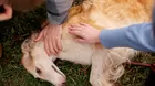 ¿Cómo ayudar a un perro atropellado y qué signos revisar?