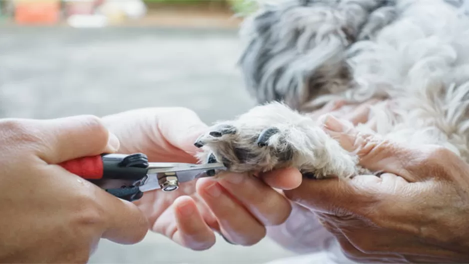 De esta manera puedes cortar las uñas a tu mascota