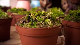 Plantas de la buena suerte que atraen dinero y abundancia