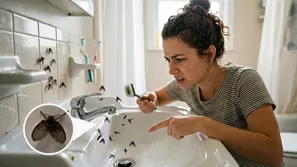 Conoce cómo eliminar las mosquitas de humedad que aparecen en el baño.
