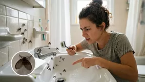 Conoce cómo eliminar las mosquitas de humedad que aparecen en el baño.