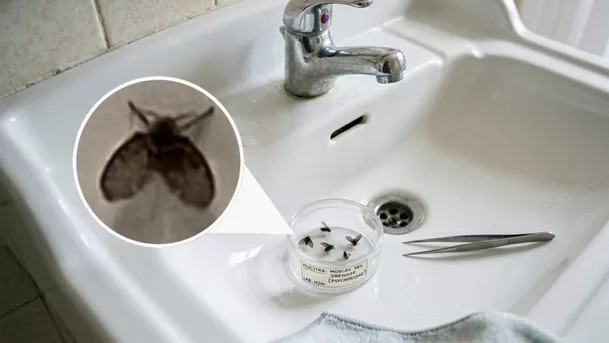 Este tipo de mosca aparece en baños y otros lugares de humedad. (Composición: ÚtileInteresante.pe)