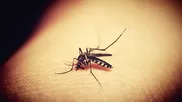 Mira cómo se alimenta el zancudo con tu sangre