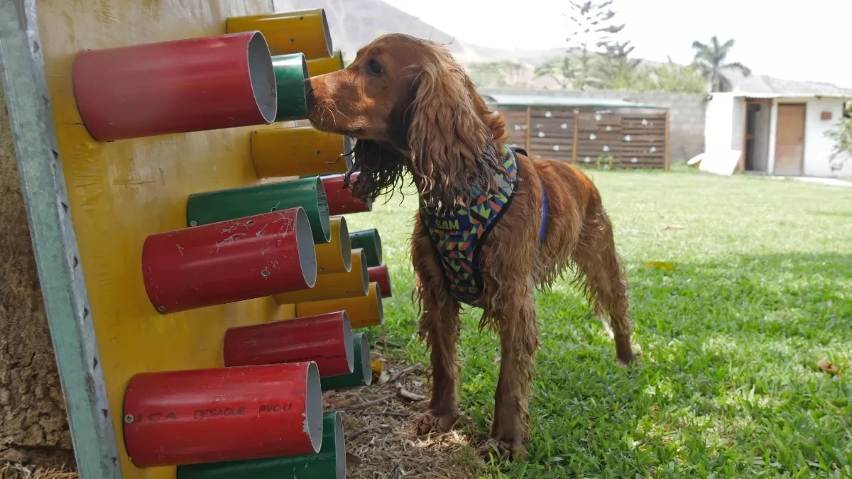 Circuito de pared olfativa para perritos. (Foto: ÚtileInteresante.pe)