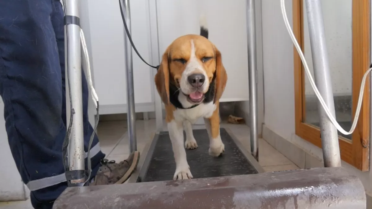  Entrenamiento físico para perritos. (Foto: ÚtileInteresante.pe)