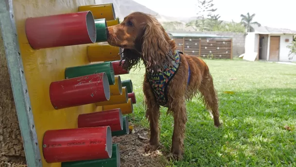 Circuito de pared olfativa para perritos. (Foto: ÚtileInteresante.pe)