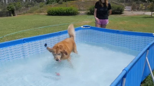 Brindar entretenimiento también es clave para entrenar a un perro. (Foto: ÚtileInteresante.pe)