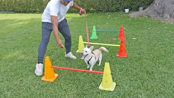 El nivel de dificultad de los circuitos varían según las posiblidades de cada can. (Foto: ÚtileInteresante.pe)