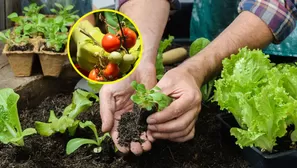 Cualquier lugar donde llegue la luz, es un lugar ideal para cultivar.