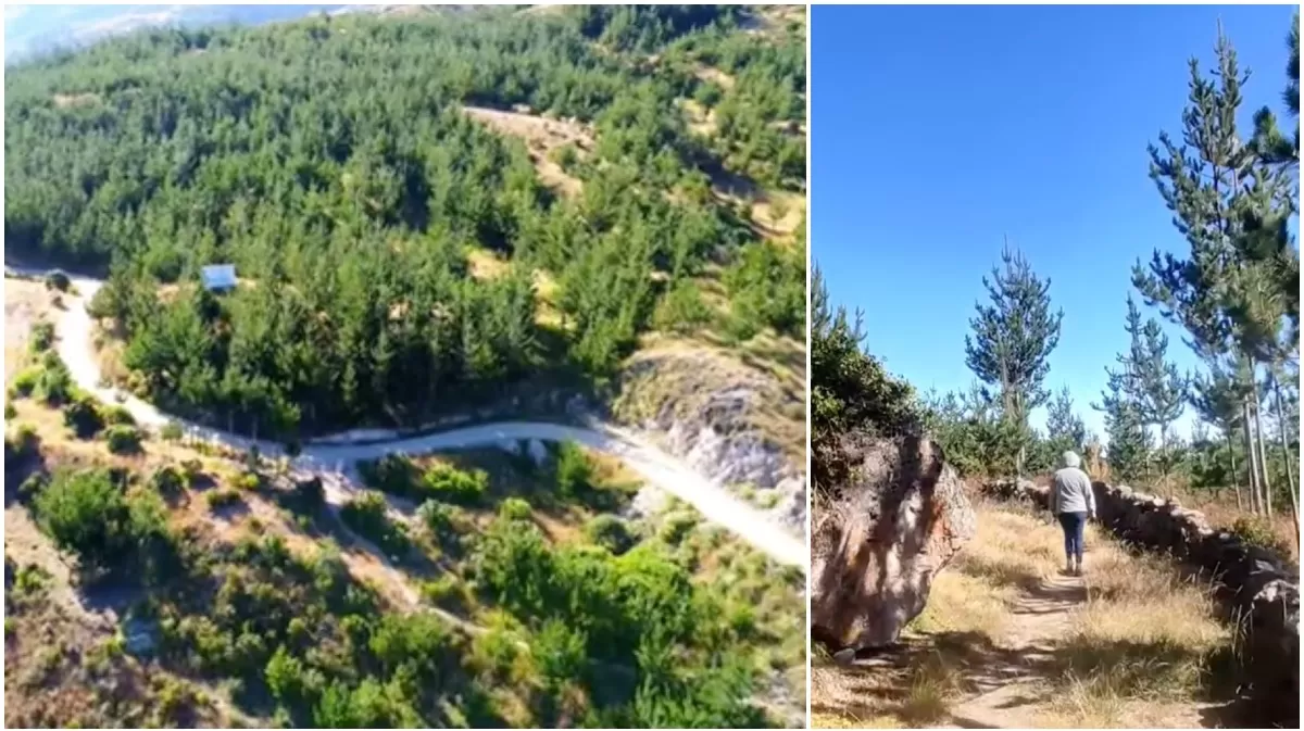 Bosque de pinos en San Andrés de Tupicocha. (Fotos: Aventura Vivencial)