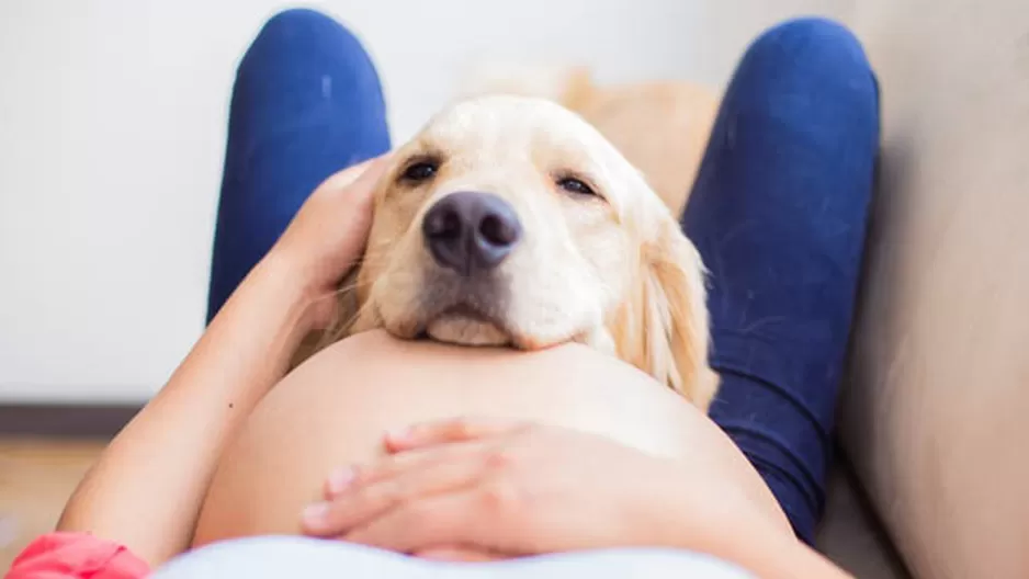 Serán los mejores amigos Serán los mejores amigos