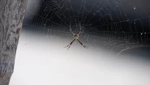 Especialistas te explican cómo reconocer una araña casera (Foto: EsSalud)