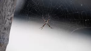 Especialistas te explican cómo reconocer una araña casera (Foto: EsSalud)