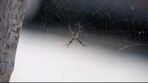 Especialistas te explican cómo reconocer una araña casera (Foto: EsSalud)