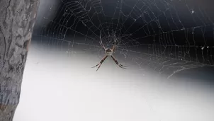 Especialistas te explican cómo reconocer una araña casera (Foto: EsSalud)