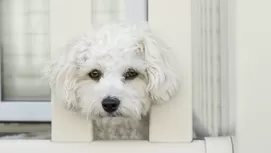 ¿Por qué tu perro se emociona cuando llegas a casa?