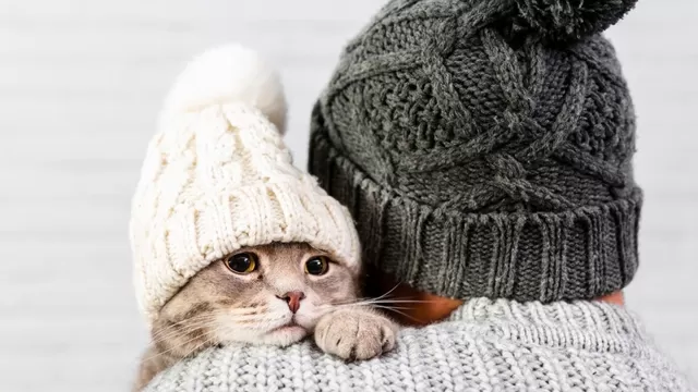 ¿Cómo proteger a mi gato del frío en invierno?