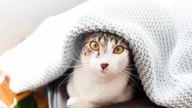 Los gatos buscan refugio en mantas o áreas calientes del hogar cuando tienen frío.
