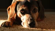 ¿Cómo saber si mi perro ha sido atropellado y cómo ayudarlo?