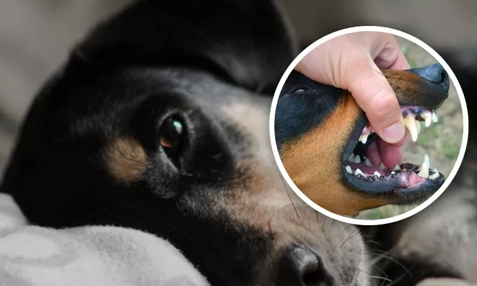 Cada Mordida De Perro Puede Causar Rabia