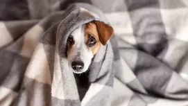 ¿Es bueno ponerle ropa a los perros en invierno?