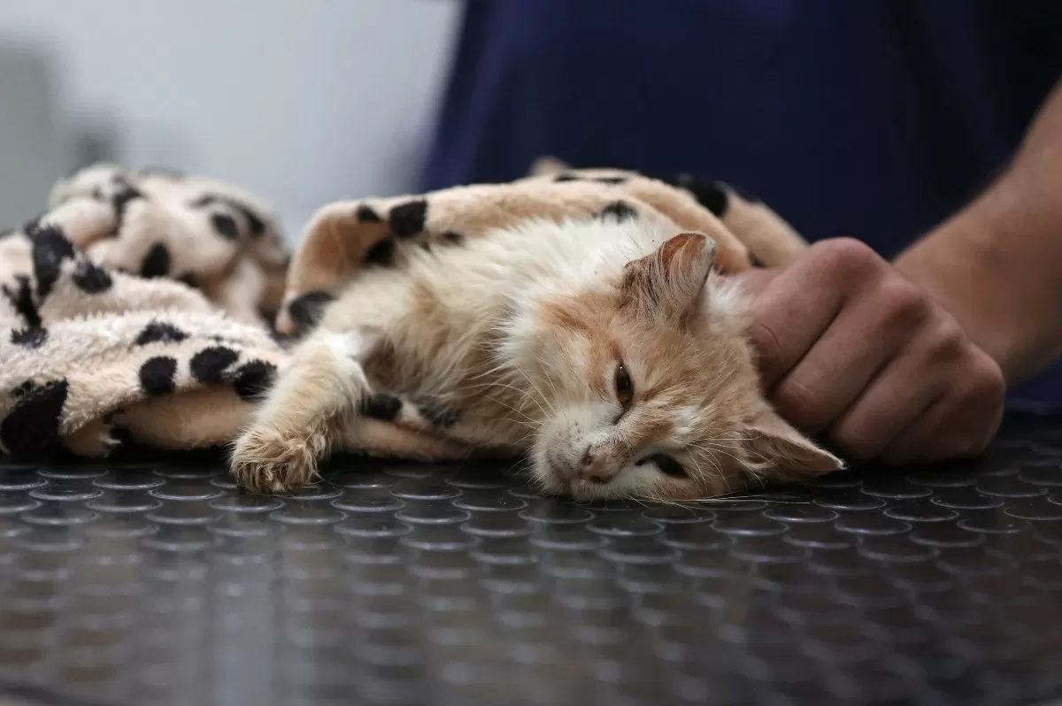 Muertes masivas de gatos por brote de coronavirus felino en Chipre. (Foto: Christina Assi / AFP)