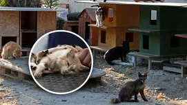 ¿Cómo saber si un perro tiene rabia después de morder?