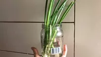 Tutorial para sembrar cebolla china en agua y dentro de casa